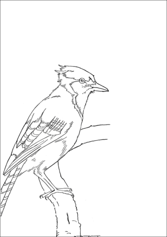 Jay Bird  Coloring Page